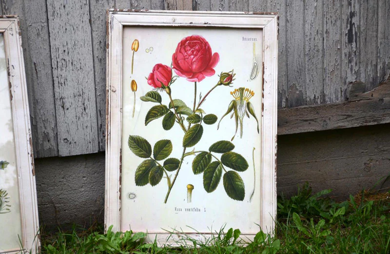 Framed Rose Botanical Print