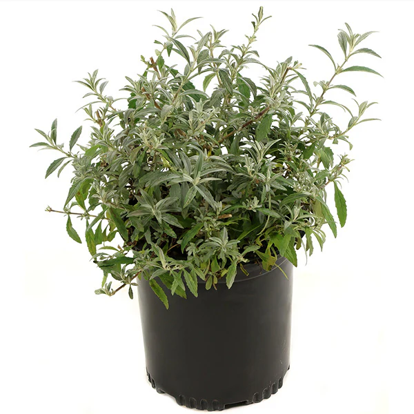 Buddleia Royal Red