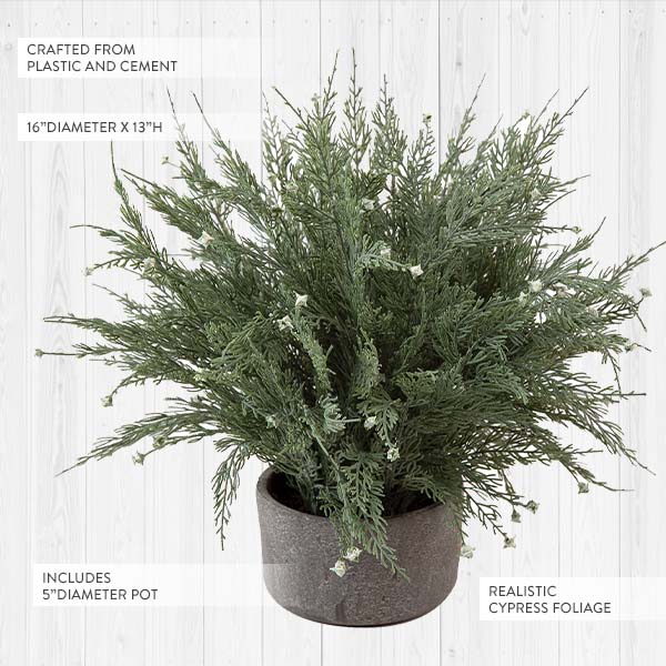 HUGE 16 Inch Lifelike Potted Cypress