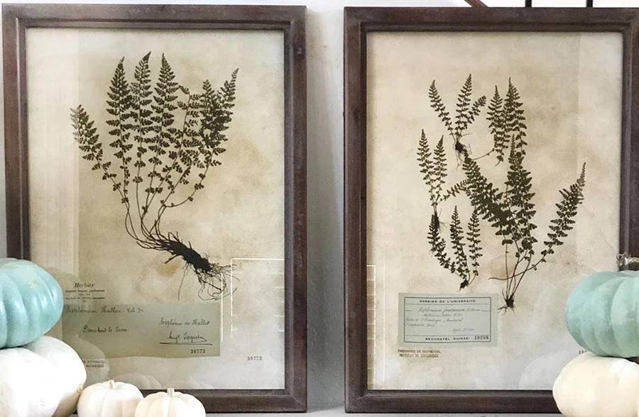 *HUGE* Wooden Framed Botanical Art  Set of 2