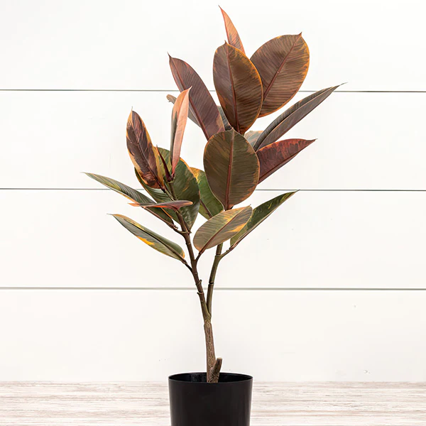 Magnolia Faux Indoor Tree, Choose Your Size