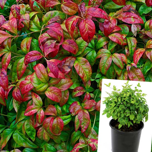 Nandina Firepower