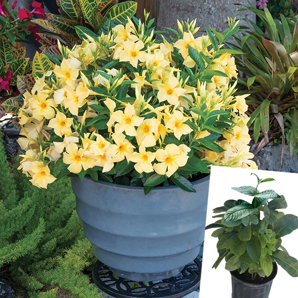 Mandevilla Sun Parasol® Sunbeam