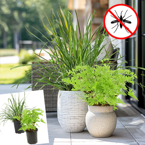 No Mosquito Bite Plant Collection, Set of Two