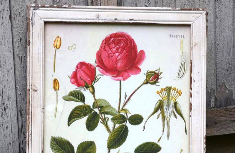 Framed Rose Botanical Print